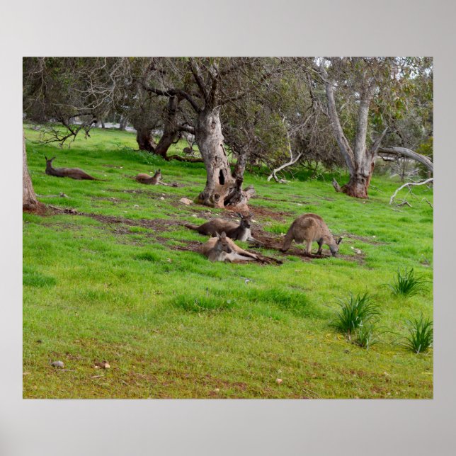 Kangaroo Siesta, Poster (Framsidan)