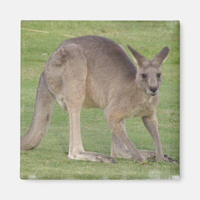 Kangaroo Square Magnet (Framsidan)