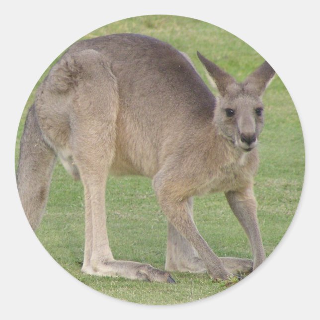 Kangaroo Sticker Runt Klistermärke (Framsida)