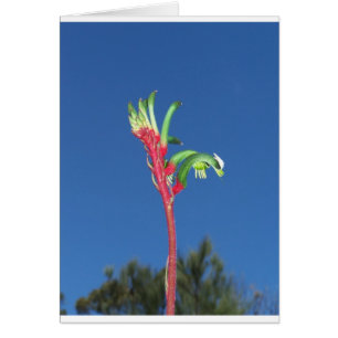 KANGAROO TASS PLANT HÄLSNINGSKORT