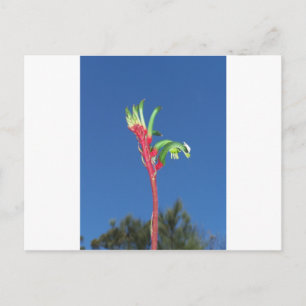 KANGAROO TASS PLANT VYKORT
