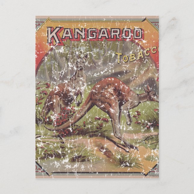Kangaroo Tobacco 1900 Vykort (Framsida)