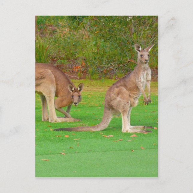 Kangaroo-utseende Vykort (Framsida)