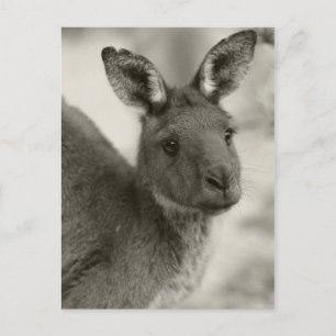 Kangaroo vid Warrawong Sanctuary South Australia Vykort