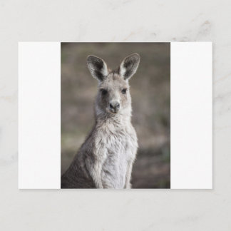 Kangaroo Vykort
