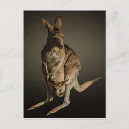 Kangaroo Vykort