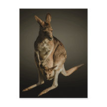 Kangaroo