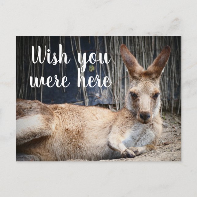 Kangaroo Vykort (Framsida)