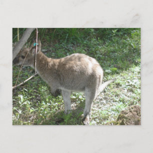 Kangaroo-vykort! Vykort