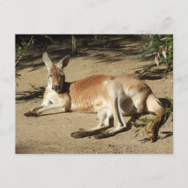 Kangaroo-vykort Vykort