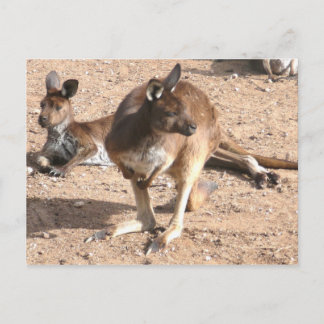 Kangaroo-vykort Vykort
