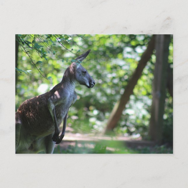 Kangaroo-vykort Vykort (Framsida)
