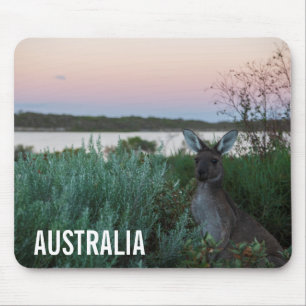Kangaroo Wildlife Sunset Sjö Australia Musmatta