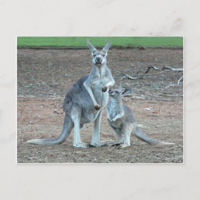    KangarooPostcard Vykort (Framsida)