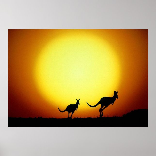 Kangaroos i Australiens utfall Poster (Framsidan)