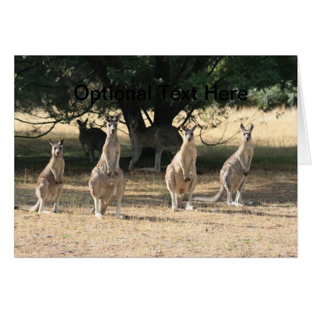 Kangaroos i en rad OBS kort (Framsidan Horizontal)