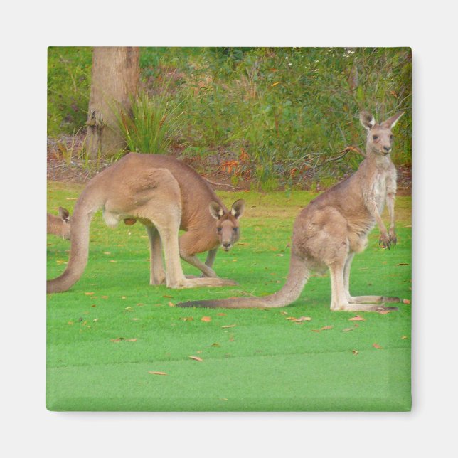 kangaroos magnet (Framsidan)