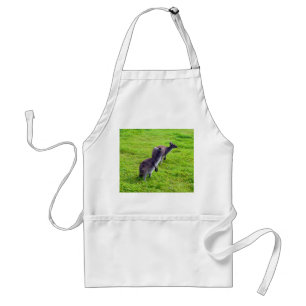 Kangaroos på Grönt Grass. Förkläde