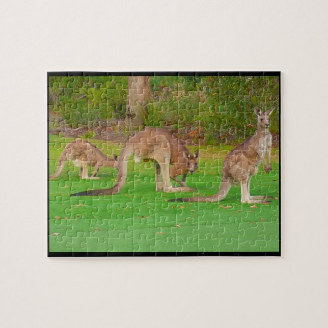 kangaroos pussel (Horisontell)