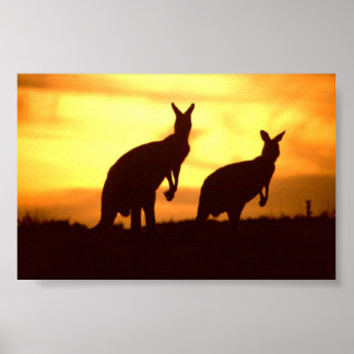 kangaroos vid solnedgång poster