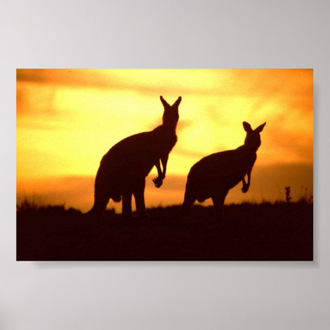 kangaroos vid solnedgång poster (Framsidan)