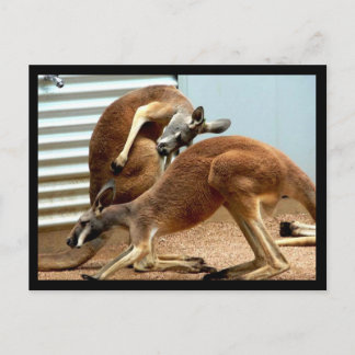 Kangaroos Vykort