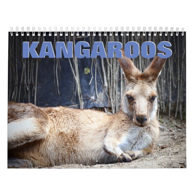Kangaroos Wall Calendar Kalender (Omslag)