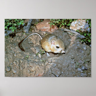 Kangeroo Råtta Poster