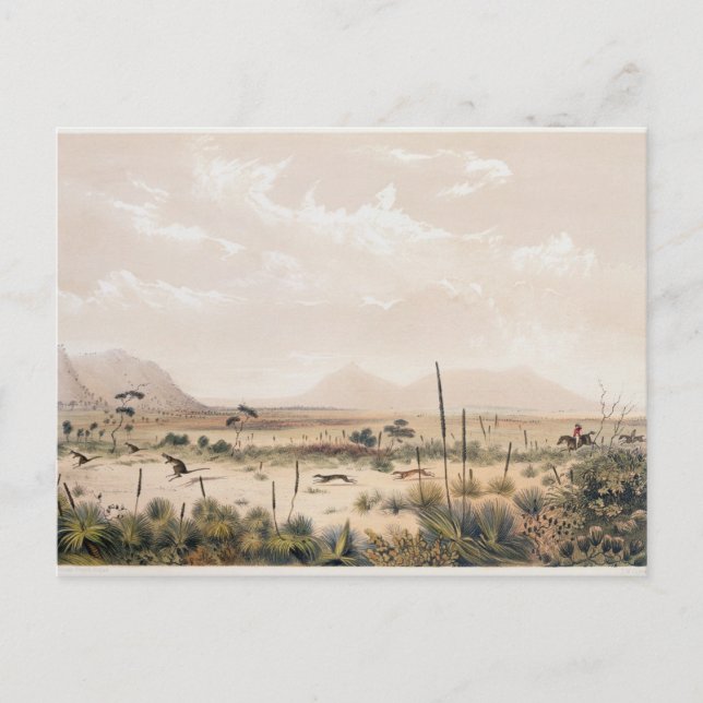 Känguru jakt vykort (Framsida)