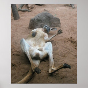 Känguru Poster