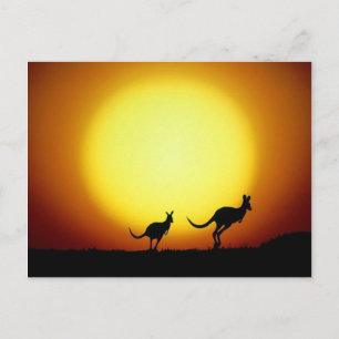 Känguruer i den australienska outbacken vykort