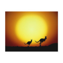Känguruer i den australienska outbacken