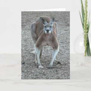 Kängurujul Helgkort