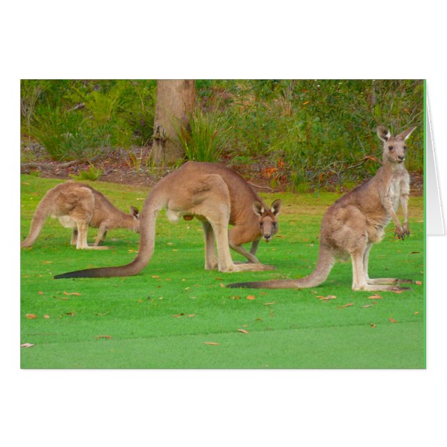 kängurur hälsningskort (Framsidan Horizontal)