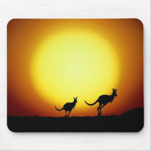 Kängurur i australier Outback Musmatta