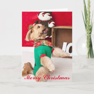 Känguruunge angeläget för jul (2015) helgkort