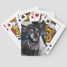 Känguruunge chihuahuaen som leker kort