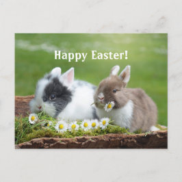 Kanin 8 Påsk vykort