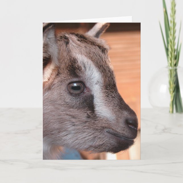 Kanin, Flaska Goat Kort (Framsida)