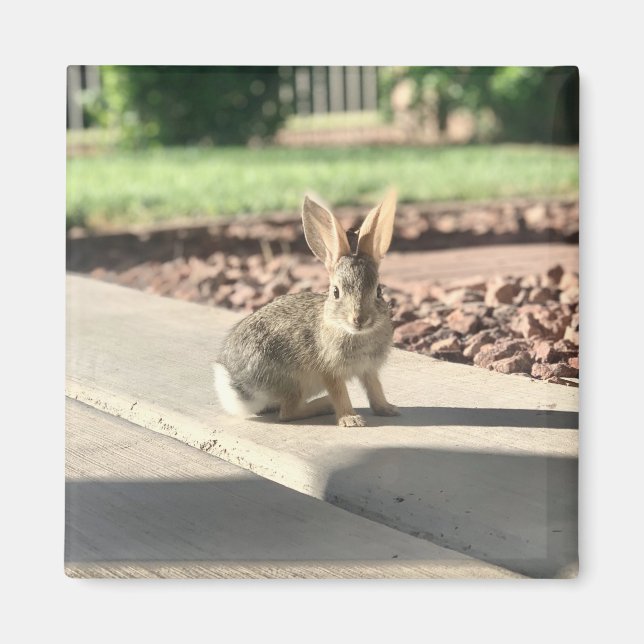 kanin foto påsk vår magnet (Framsidan)