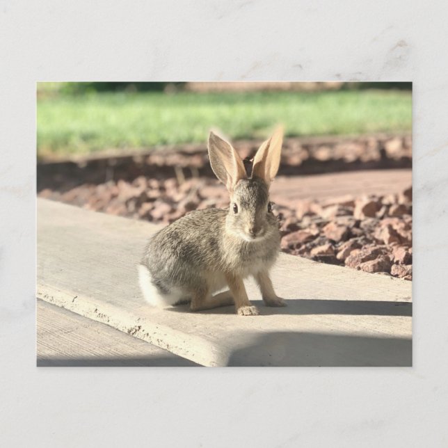 kanin foto påsk vår vykort (Framsida)