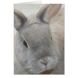 kanin fotograferad av Tutti Hälsningskort