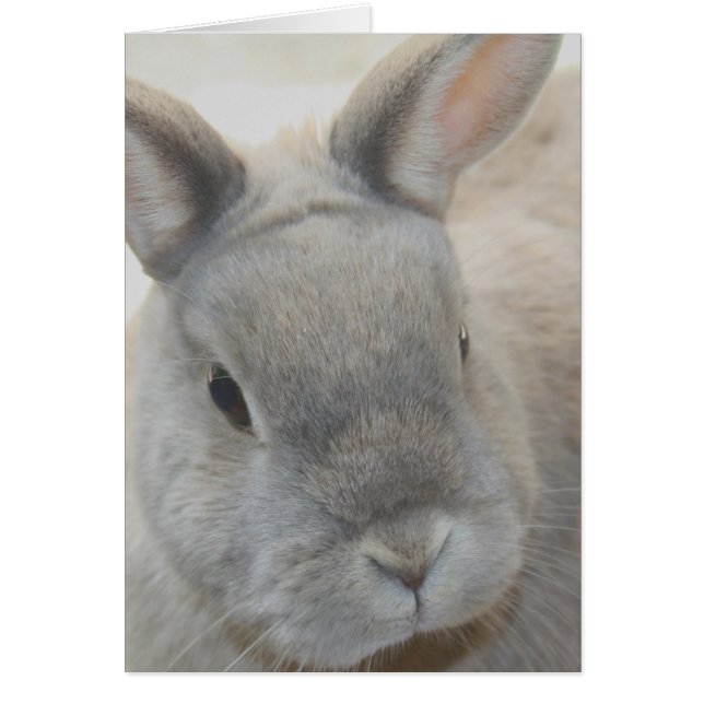 kanin fotograferad av Tutti Hälsningskort (Framsidan)