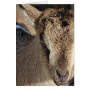 Kanin, Goat Hälsningskort