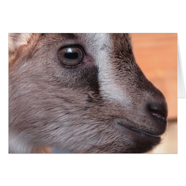 kanin Goat Hälsningskort (Framsidan Horizontal)
