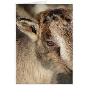 Kanin, Goat Hälsningskort
