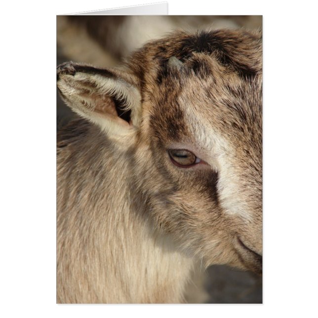Kanin, Goat Hälsningskort (Framsidan)
