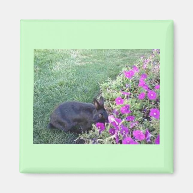 Kanin i trädgården magnet (Framsidan)