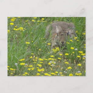 Kanin i Wildblomme Fält DIY Postcard Vykort