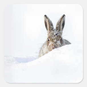 Kanin kikande över en snödriva fyrkantigt klistermärke